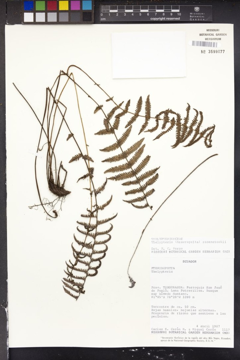 Thelypteris rosenstockii