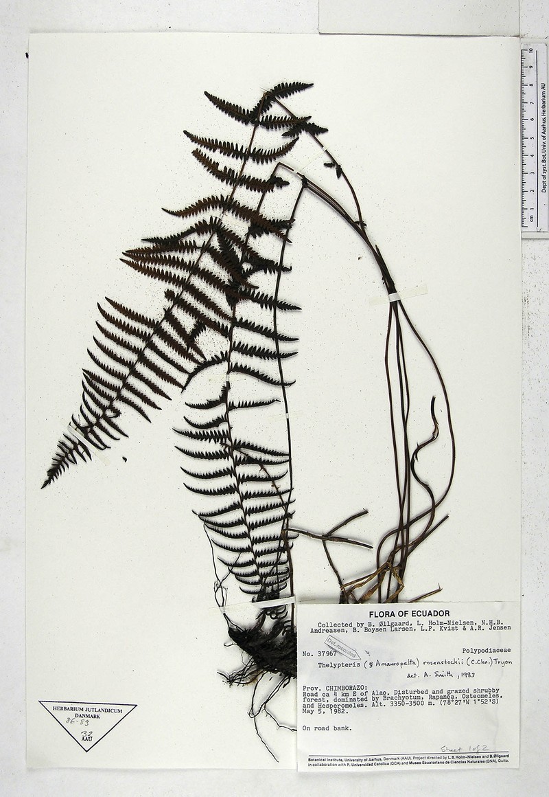 Thelypteris rosenstockii photo 2