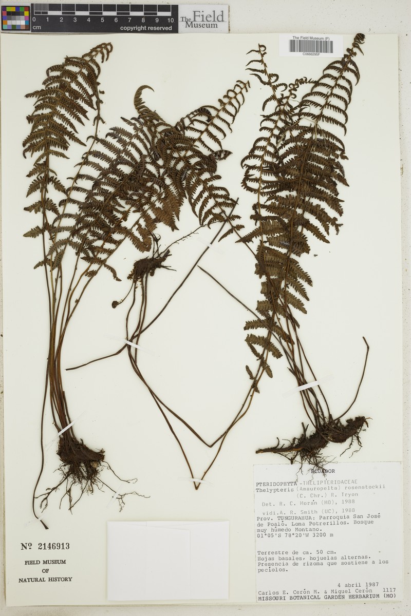 Thelypteris rosenstockii photo 3