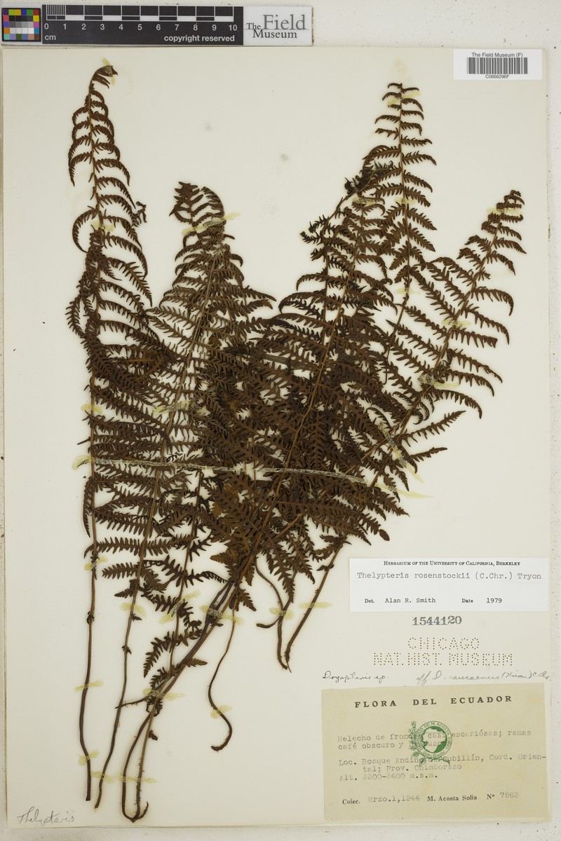 Thelypteris rosenstockii photo 4