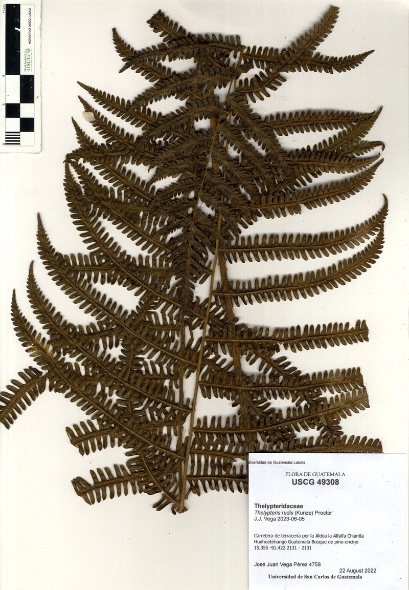 Red Maiden Fern
