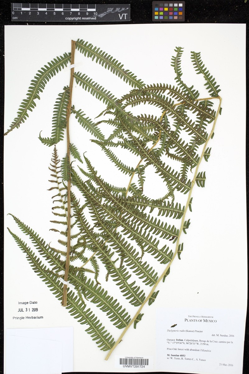 Red Maiden Fern photo 2