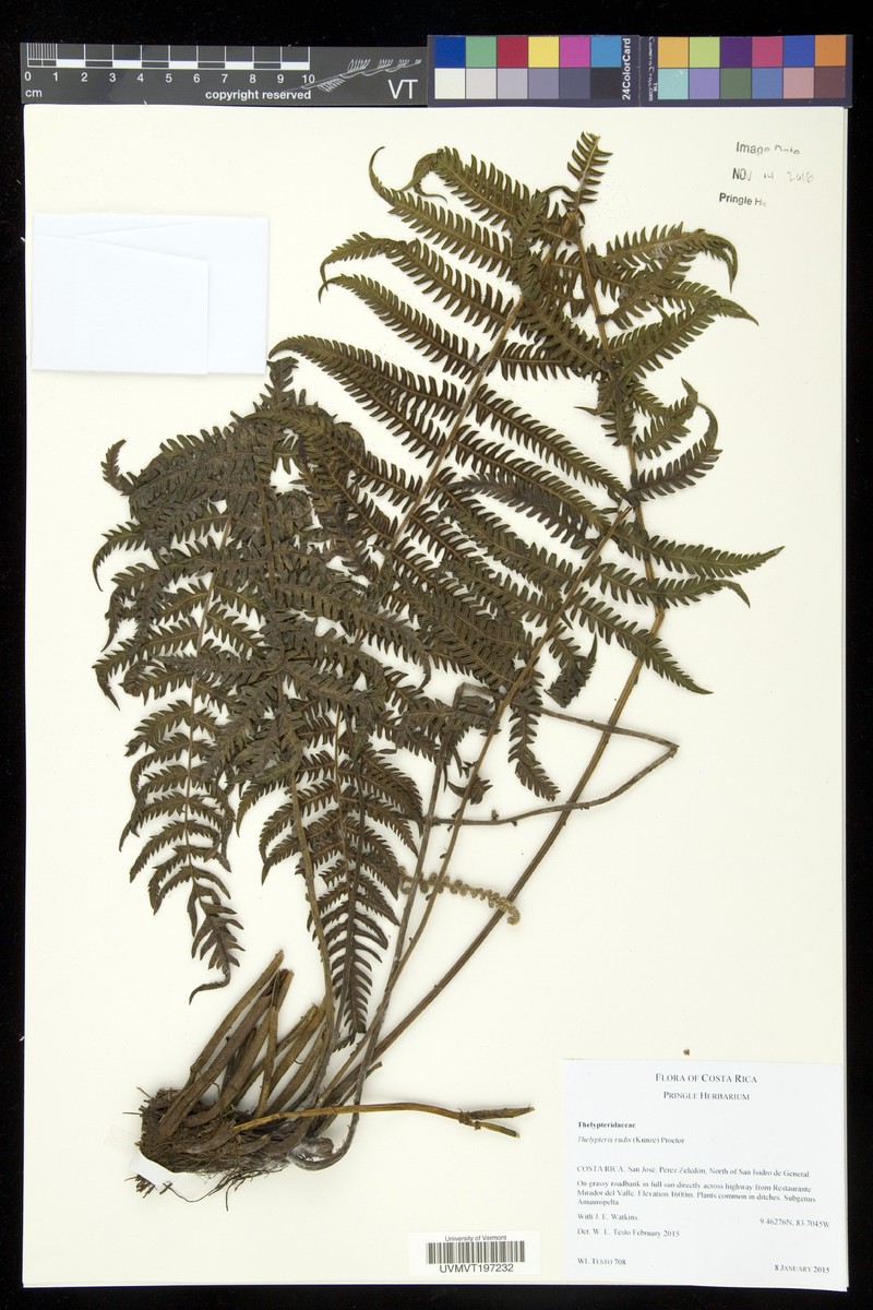 Red Maiden Fern photo 3