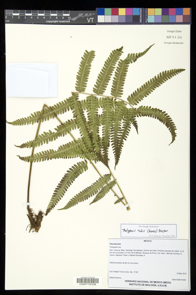 Red Maiden Fern photo 4