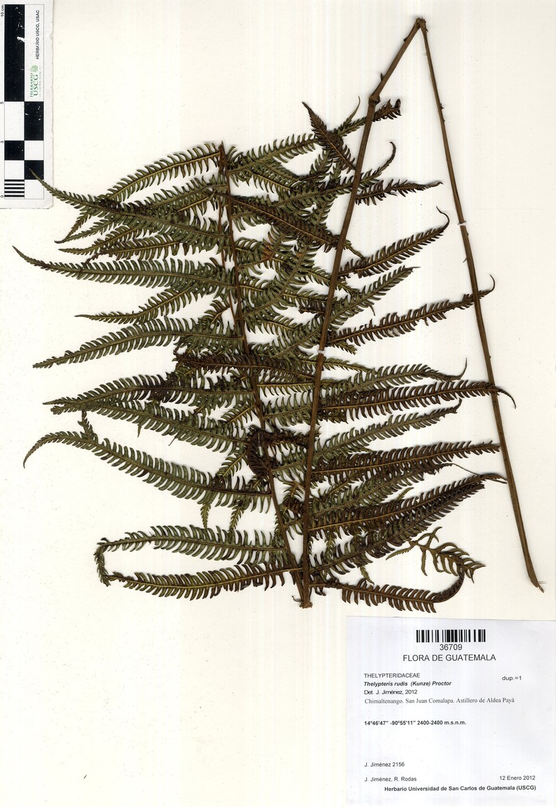 Red Maiden Fern photo 5