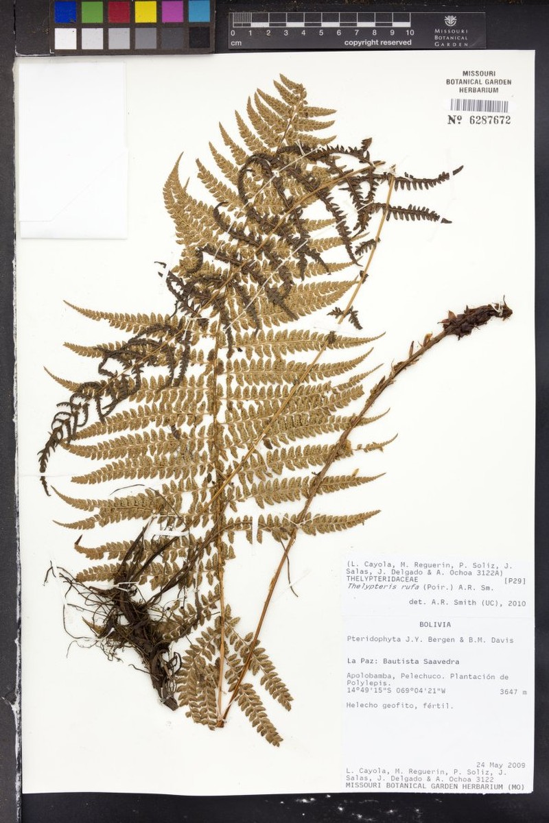 Thelypteris rufa