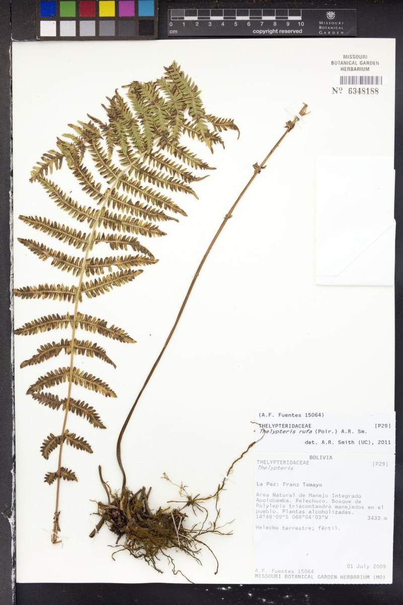 Thelypteris rufa photo 2