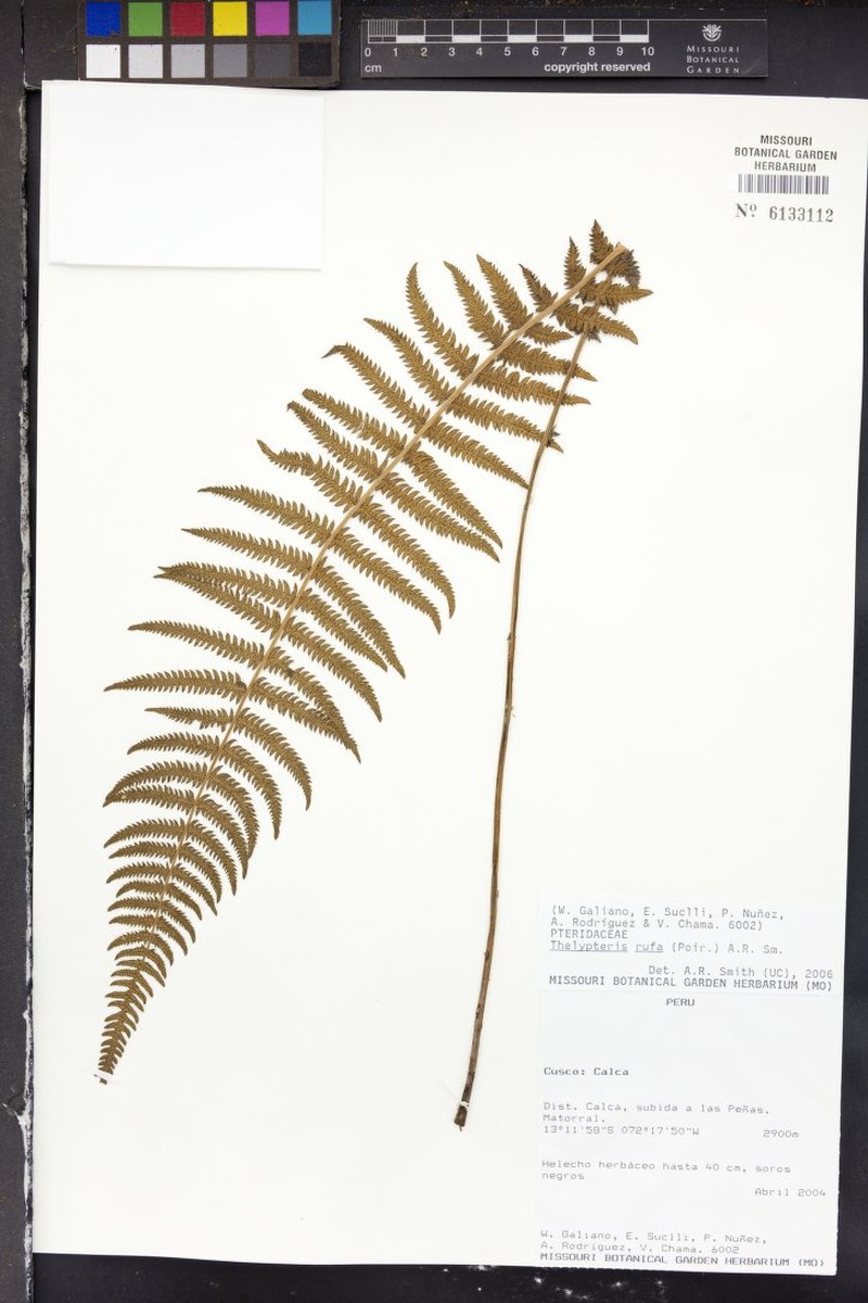 Thelypteris rufa photo 3