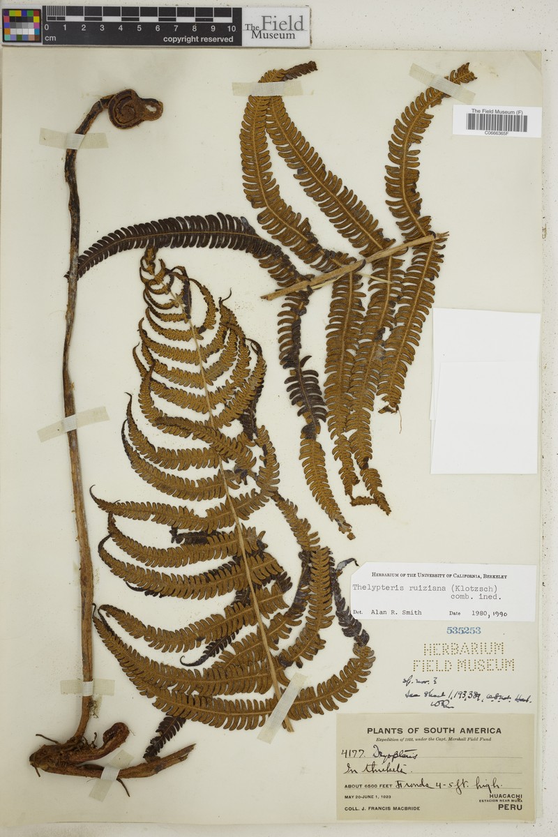 Thelypteris ruiziana