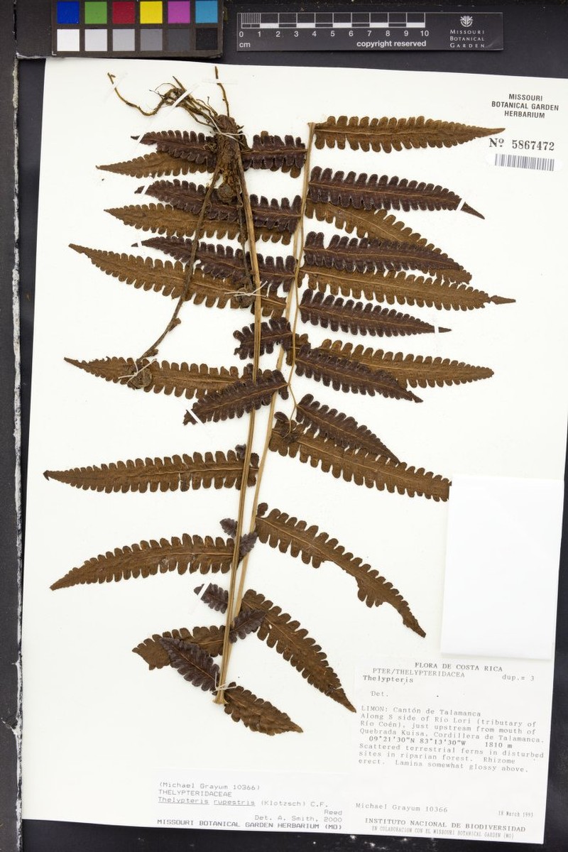 Thelypteris rupestris