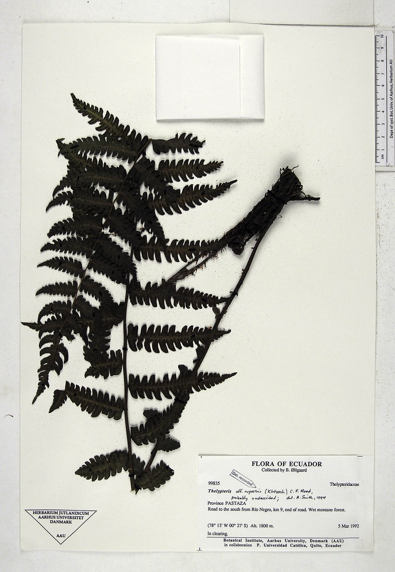 Thelypteris rupestris photo 2