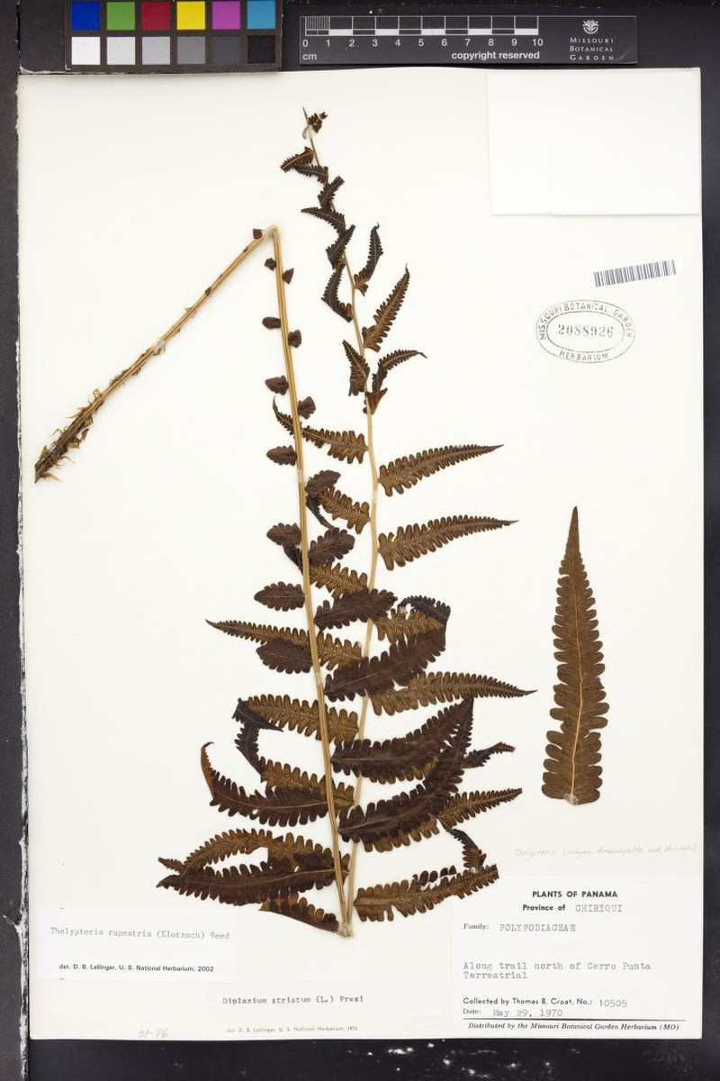 Thelypteris rupestris photo 3