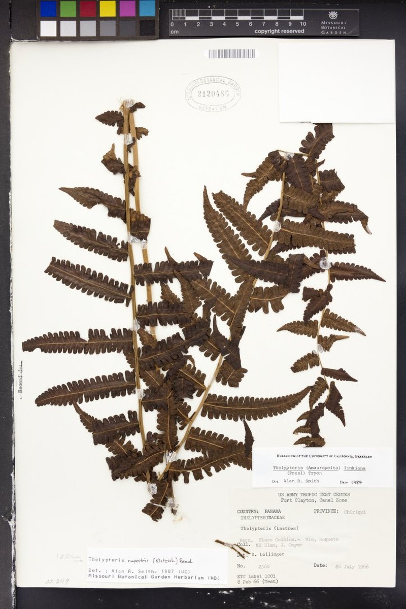Thelypteris rupestris photo 4