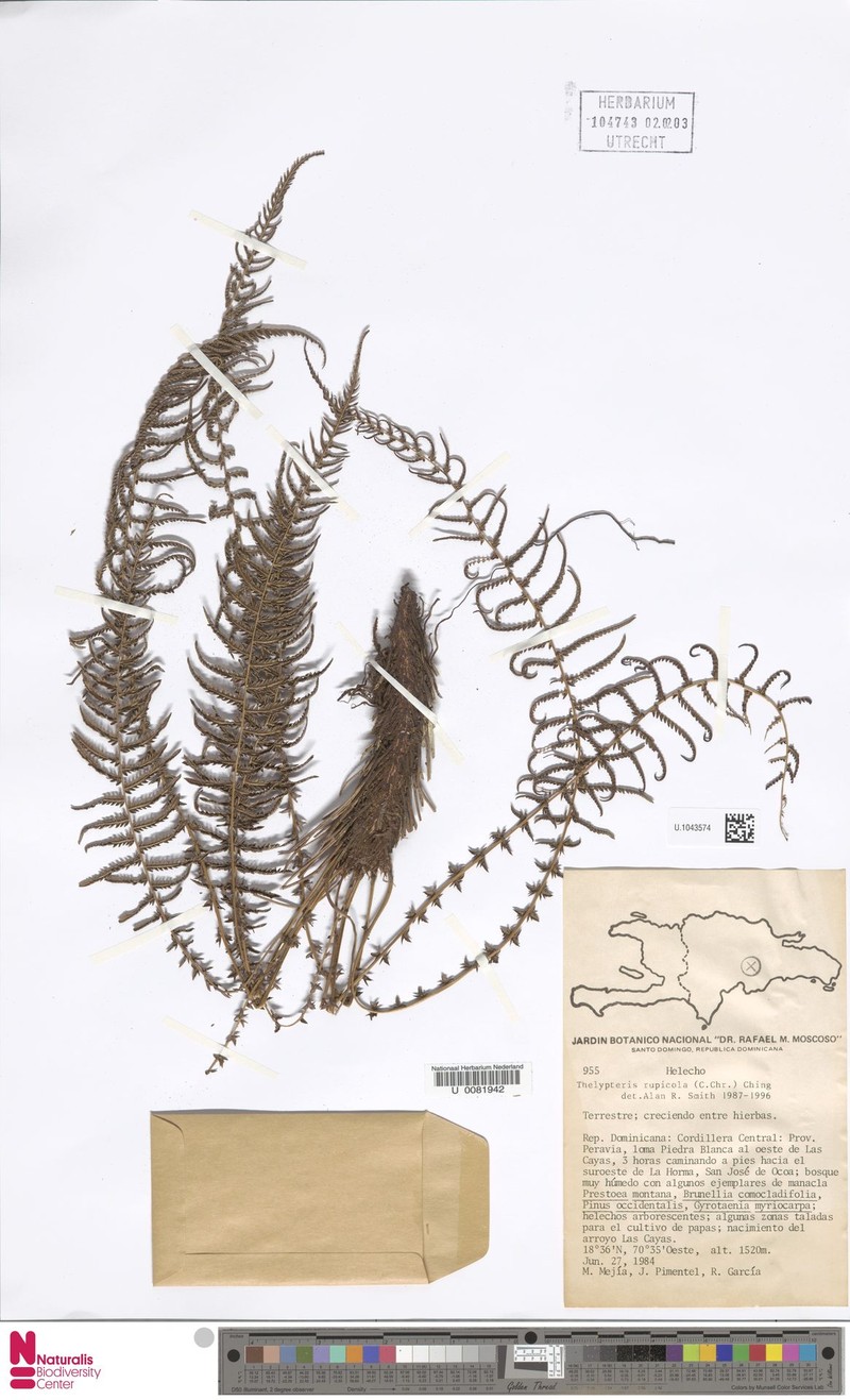 Thelypteris rupicola