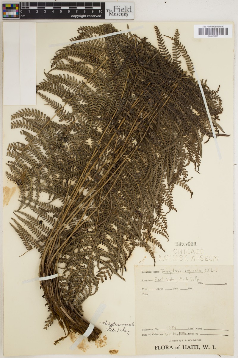 Thelypteris rupicola photo 2