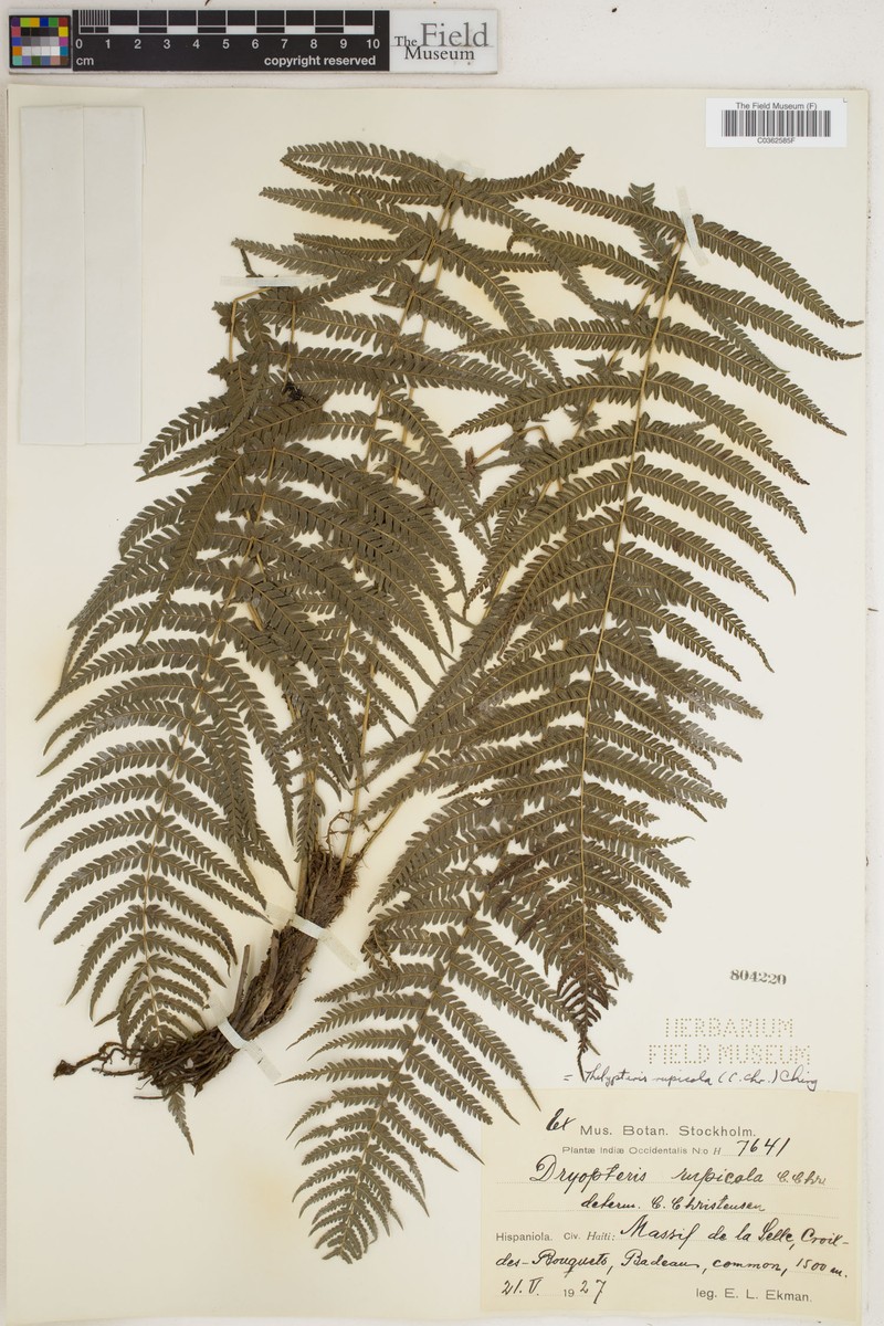 Thelypteris rupicola photo 3