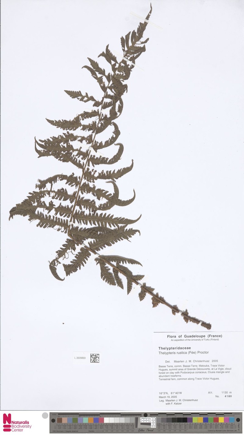 Thelypteris rustica