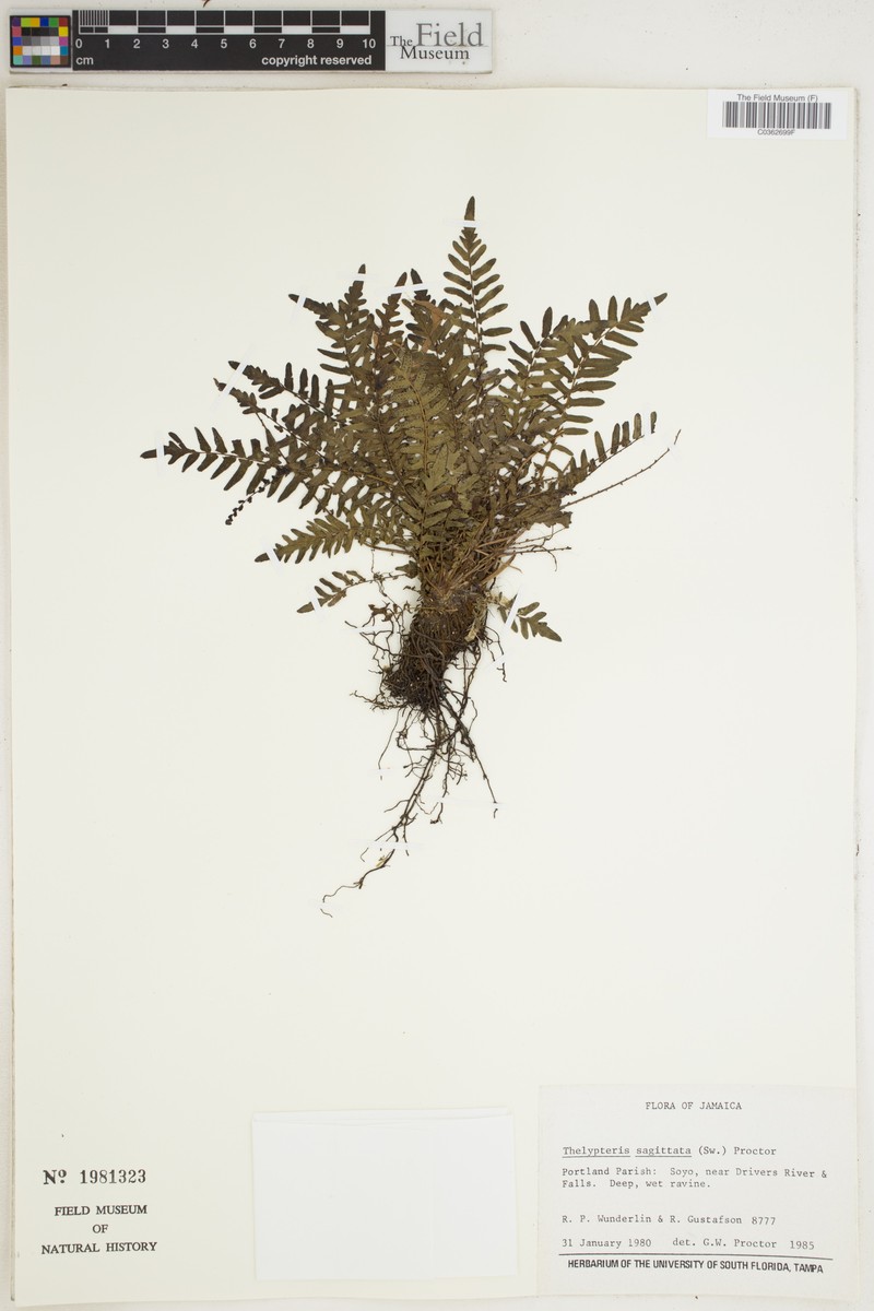 Thelypteris sagittata