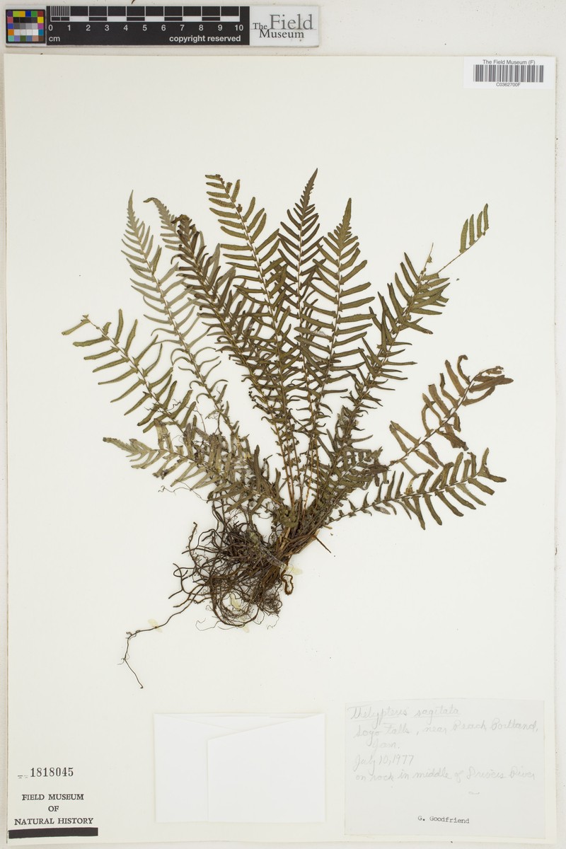 Thelypteris sagittata photo 2