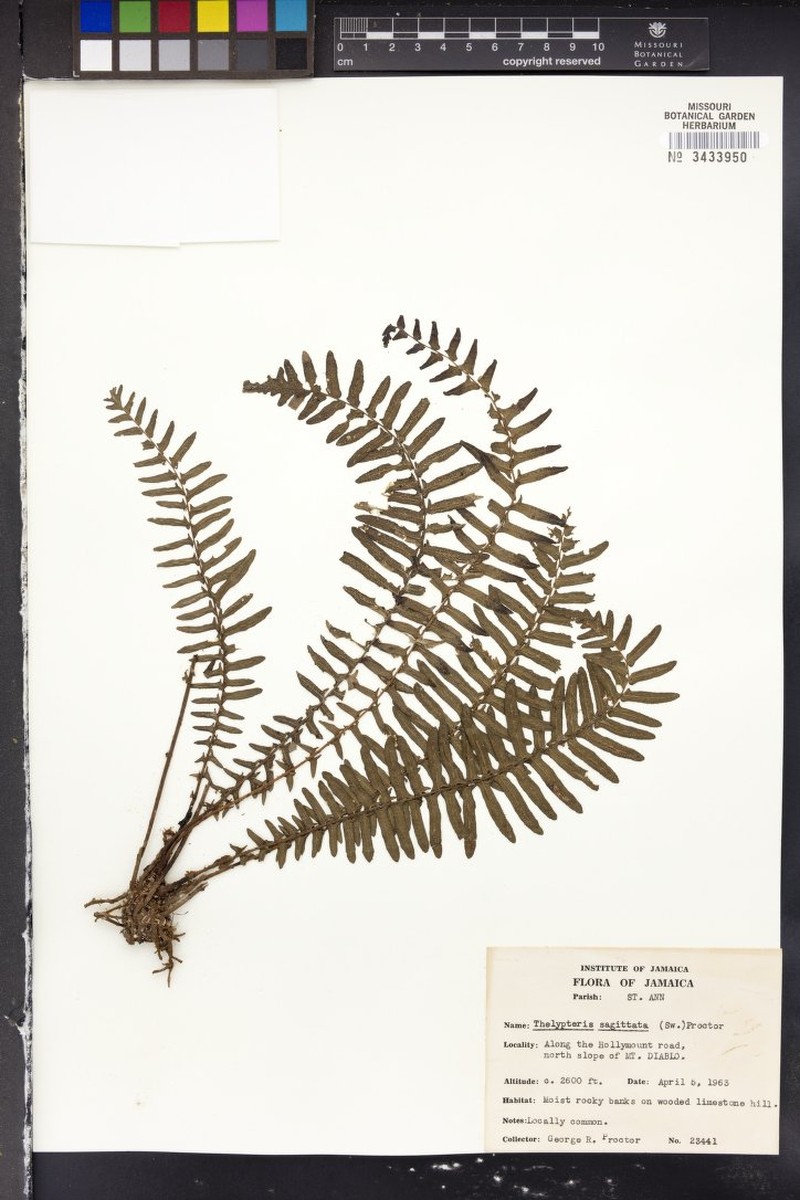 Thelypteris sagittata photo 3