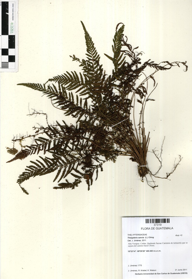 Caribbean Maiden Fern