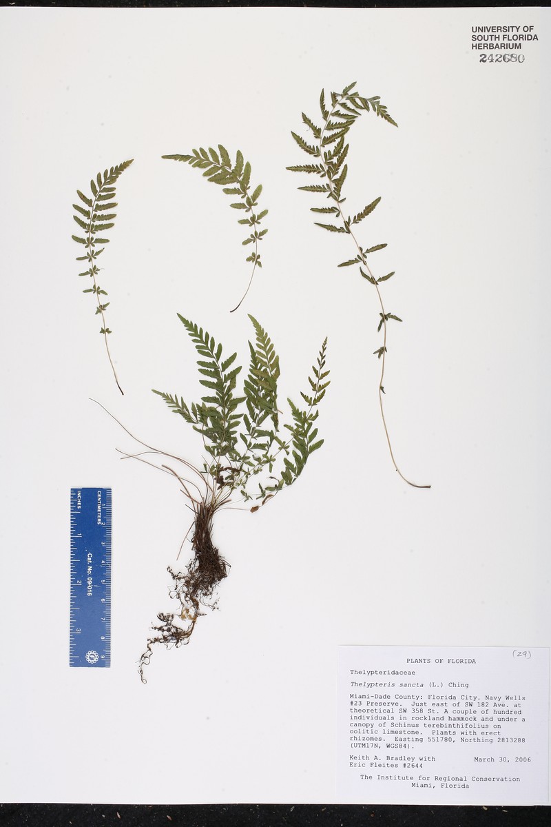 Caribbean Maiden Fern photo 2