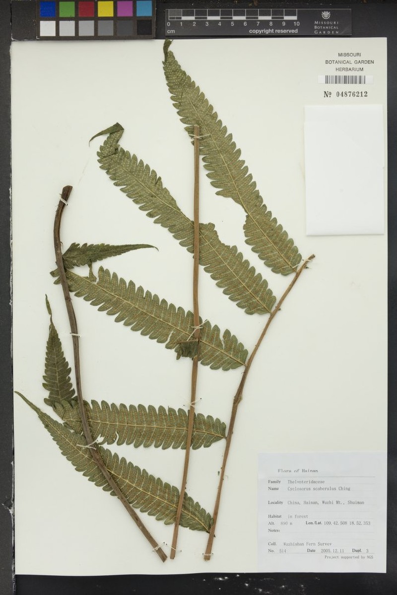 Thelypteris scaberula