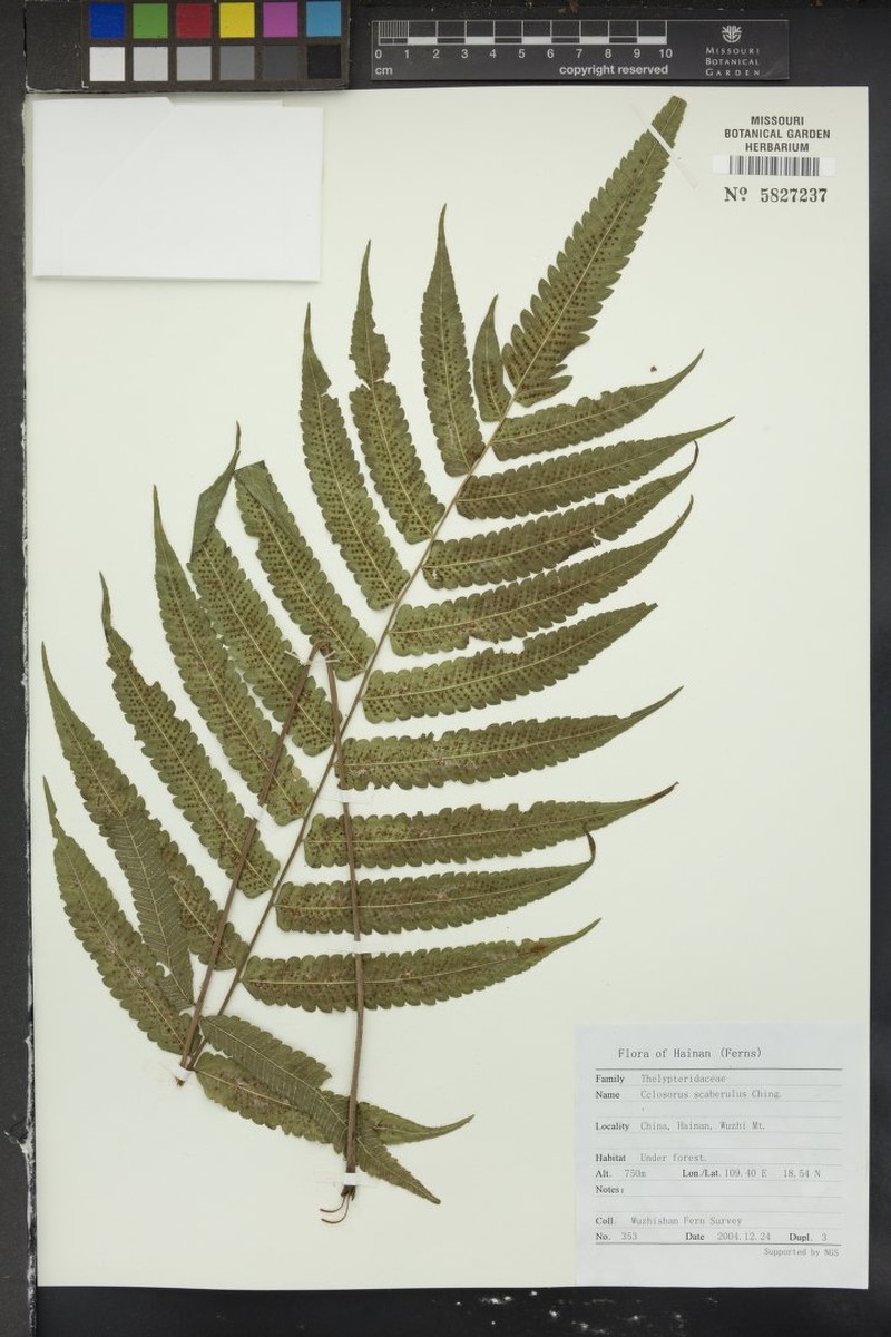 Thelypteris scaberula photo 2