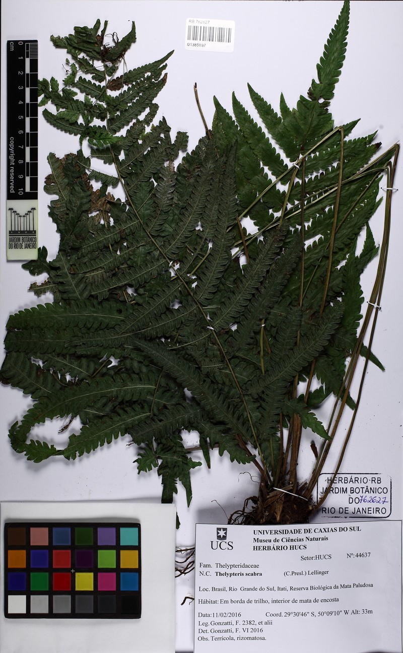 Thelypteris scabra