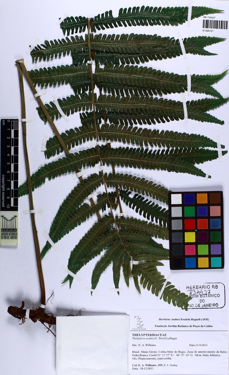 Thelypteris scabra photo 2