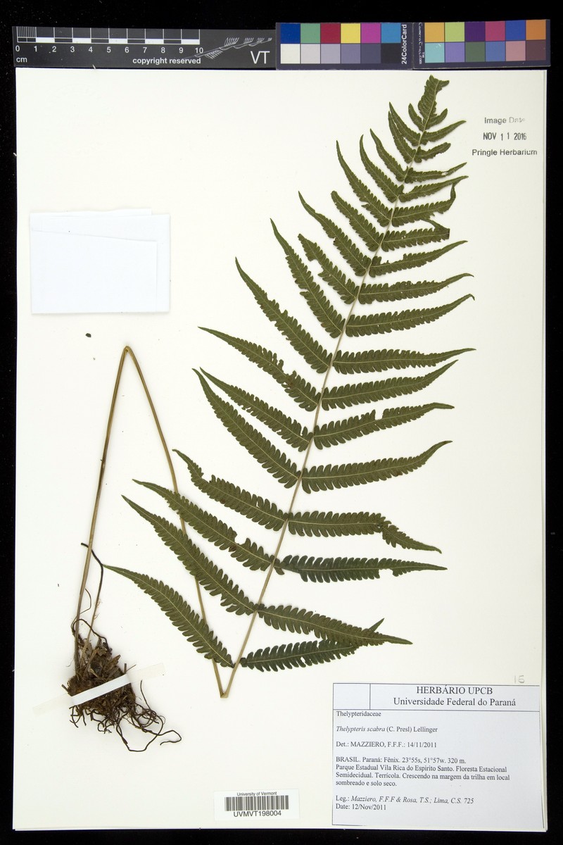 Thelypteris scabra photo 3
