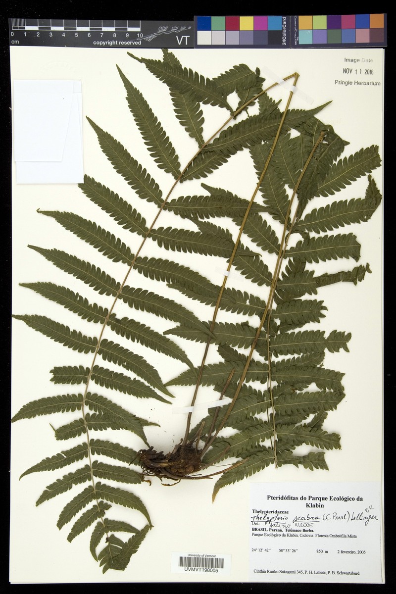 Thelypteris scabra photo 4