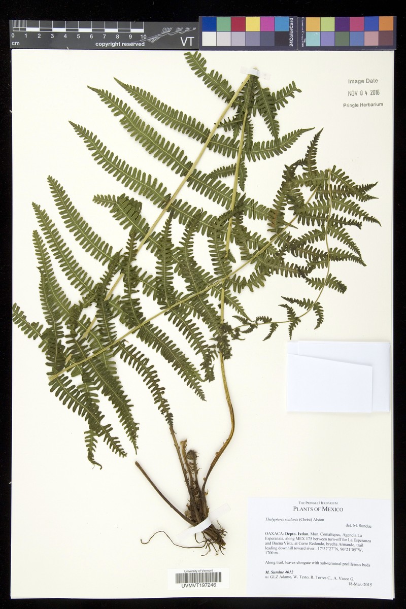 Thelypteris scalaris