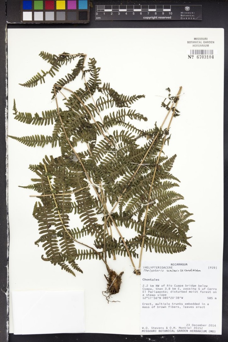 Thelypteris scalaris photo 2