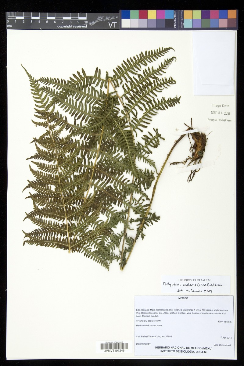 Thelypteris scalaris photo 3
