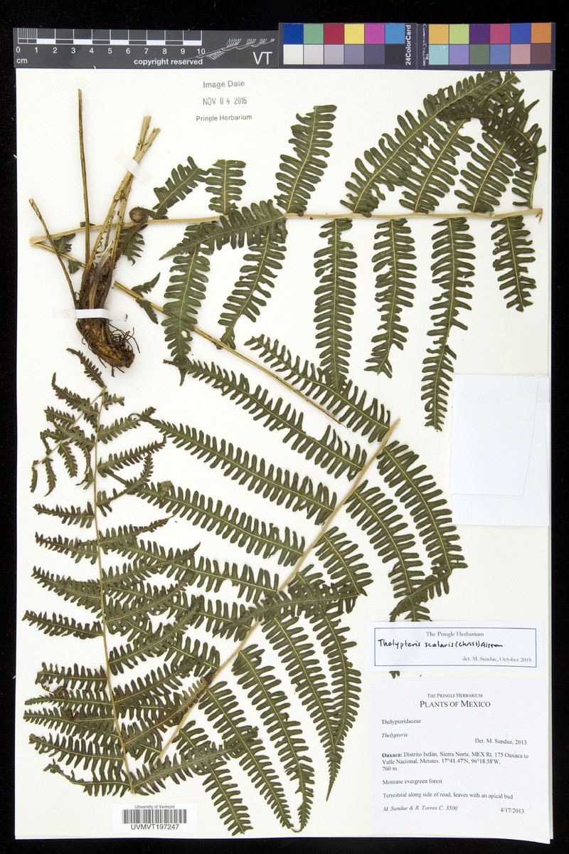 Thelypteris scalaris photo 4