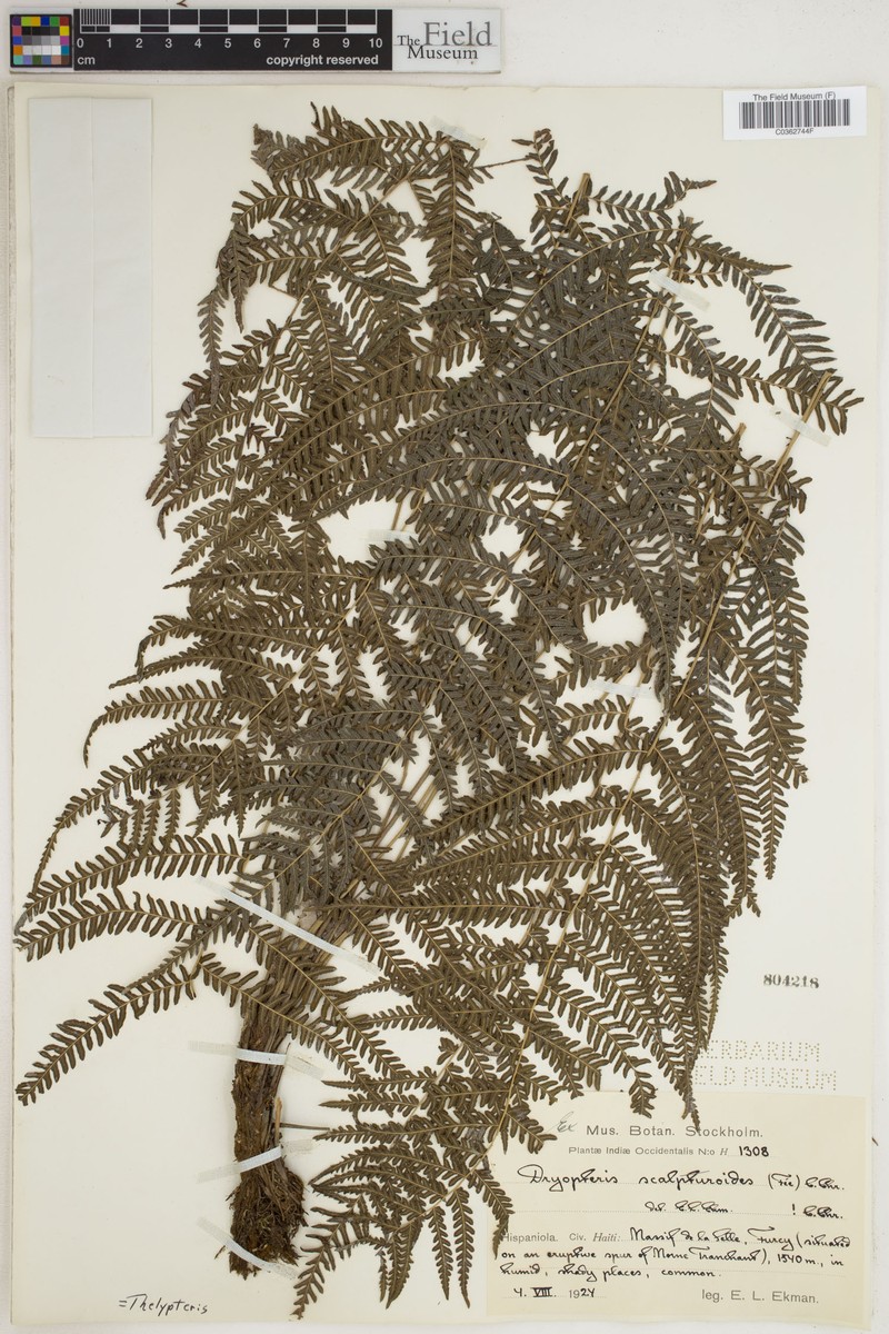 Thelypteris scalpturoides