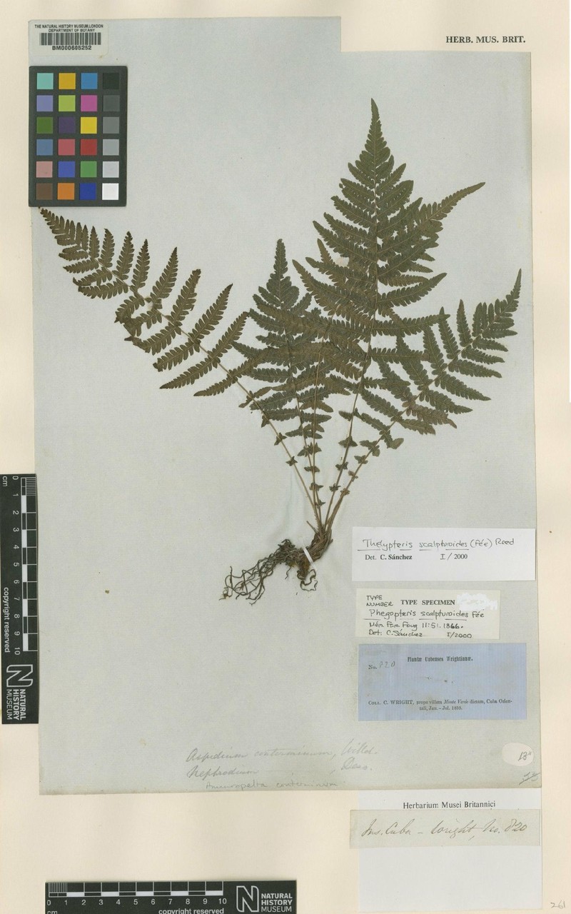 Thelypteris scalpturoides photo 2