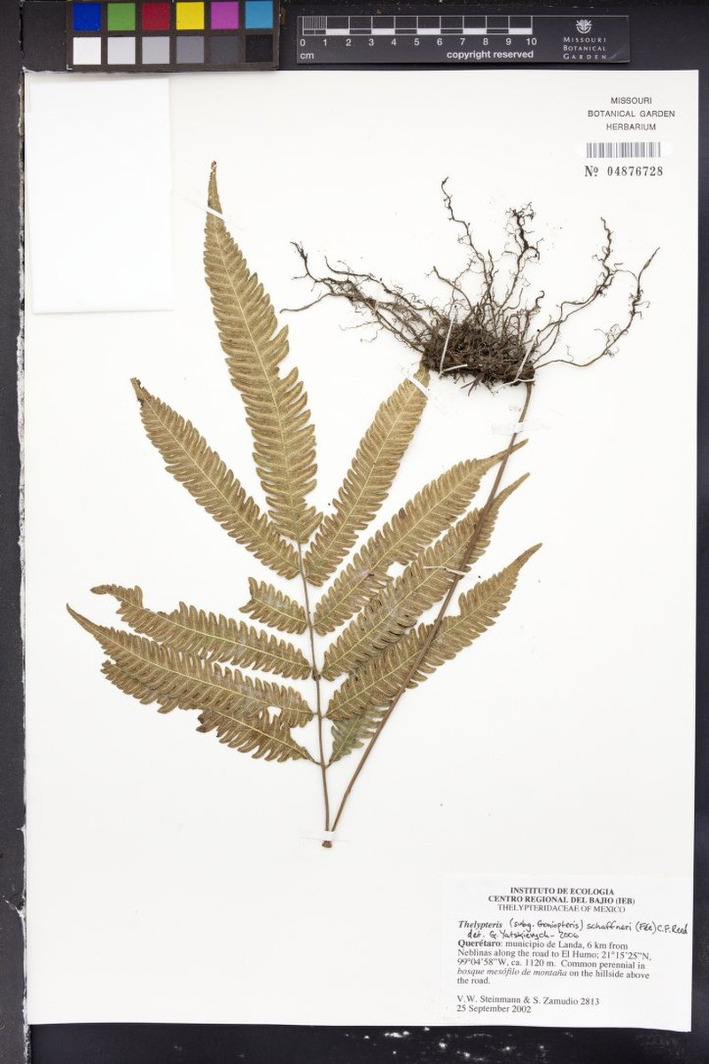 Thelypteris schaffneri