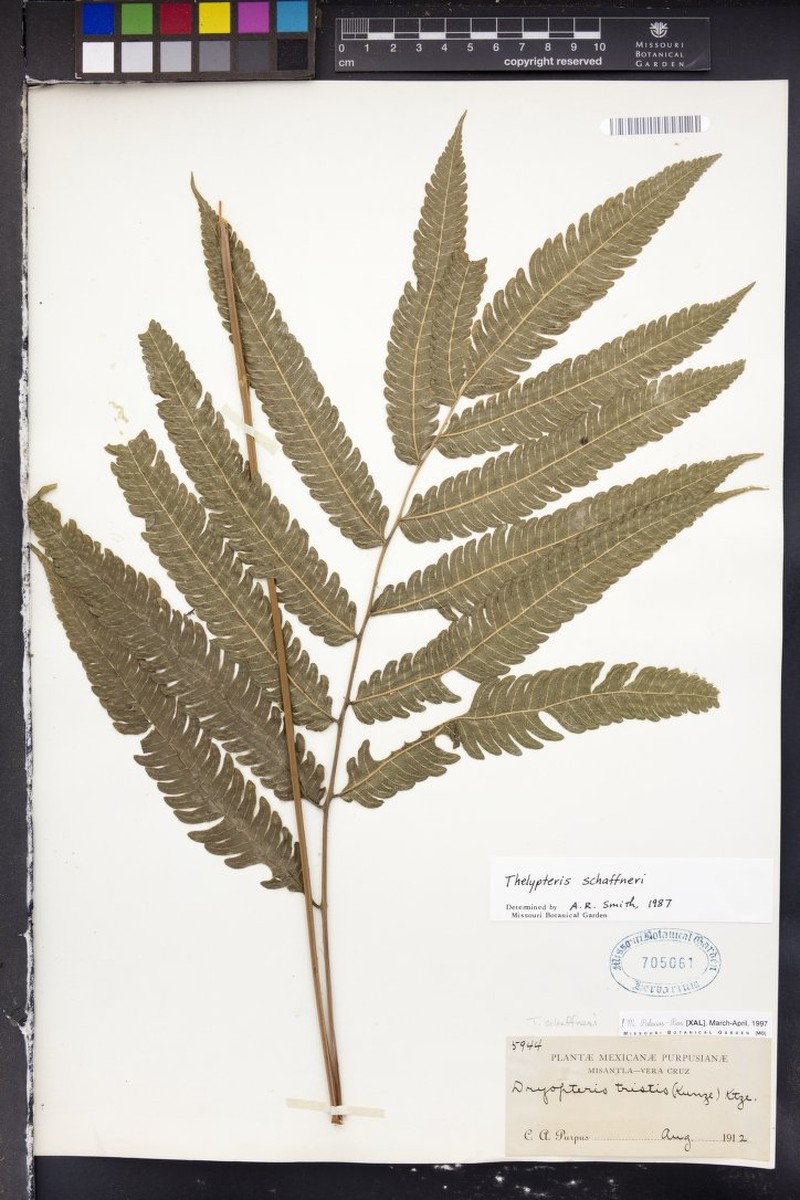 Thelypteris schaffneri photo 2