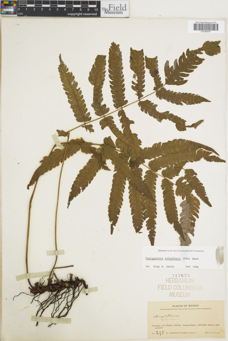 Thelypteris schaffneri photo 3