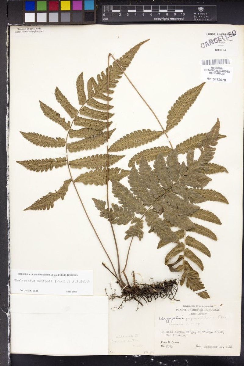 Thelypteris schippii