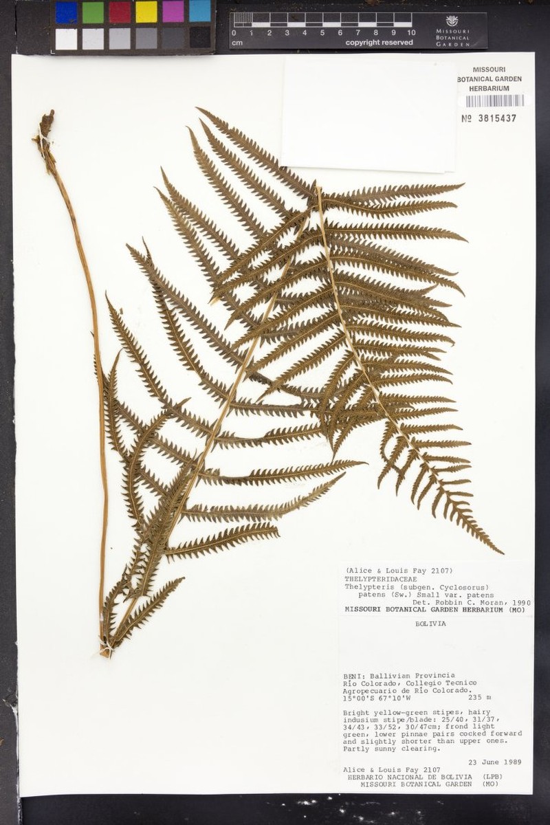 Thelypteris schizotis