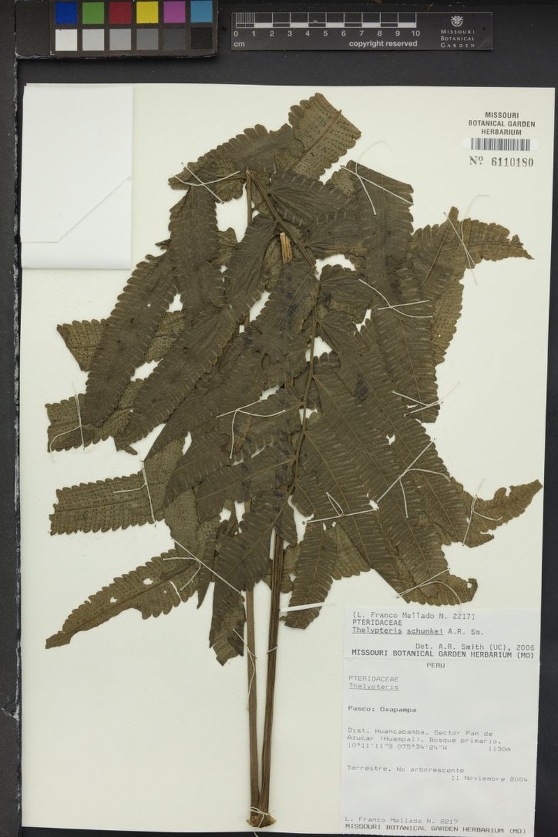 Thelypteris schunkei