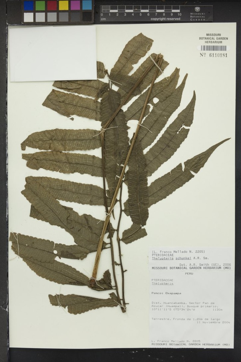 Thelypteris schunkei photo 2