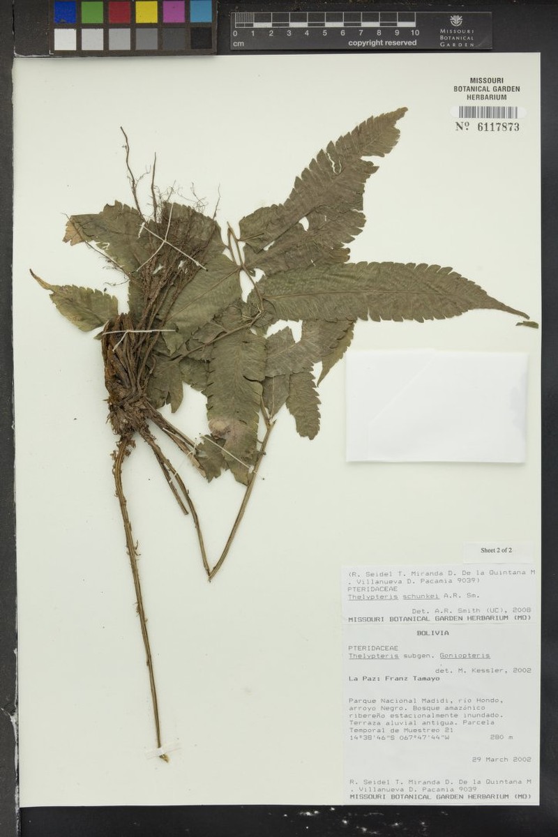 Thelypteris schunkei photo 3