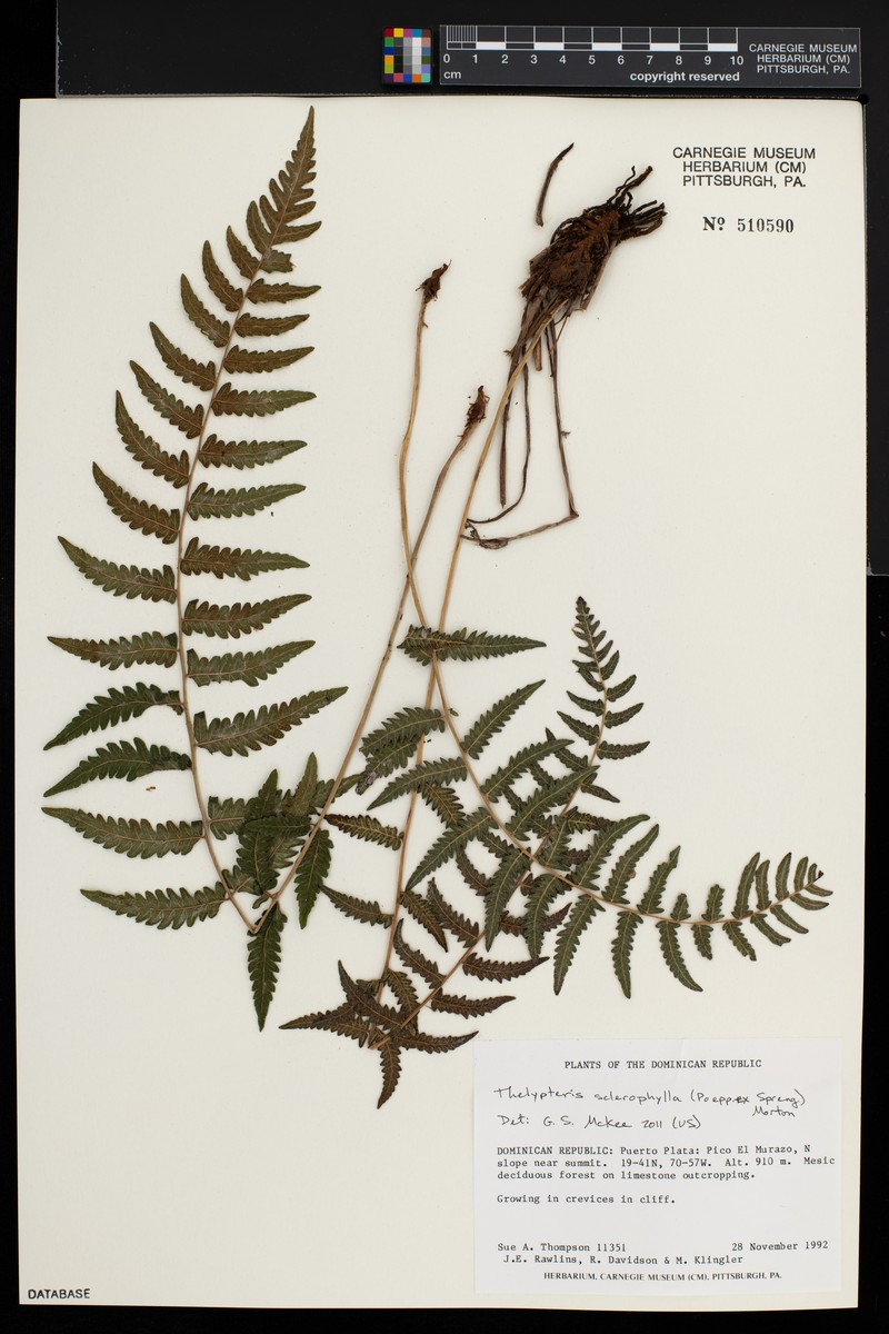 Stiff Maiden Fern