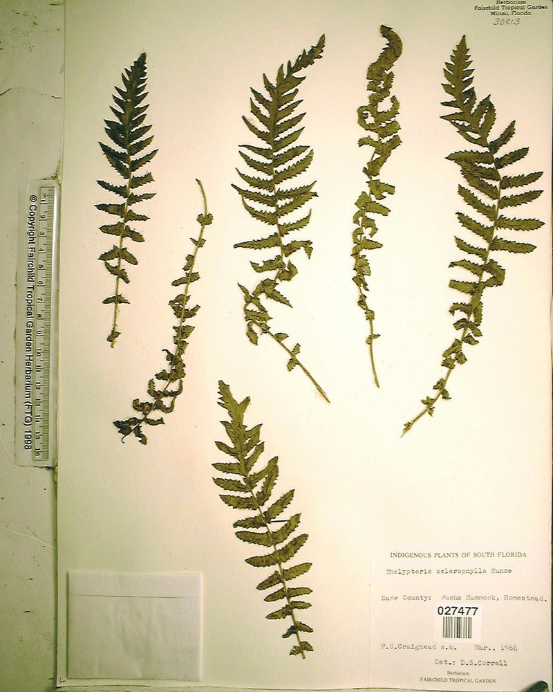 Stiff Maiden Fern photo 2