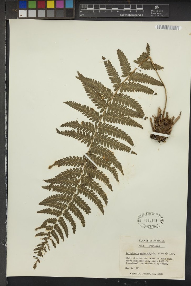 Stiff Maiden Fern photo 3