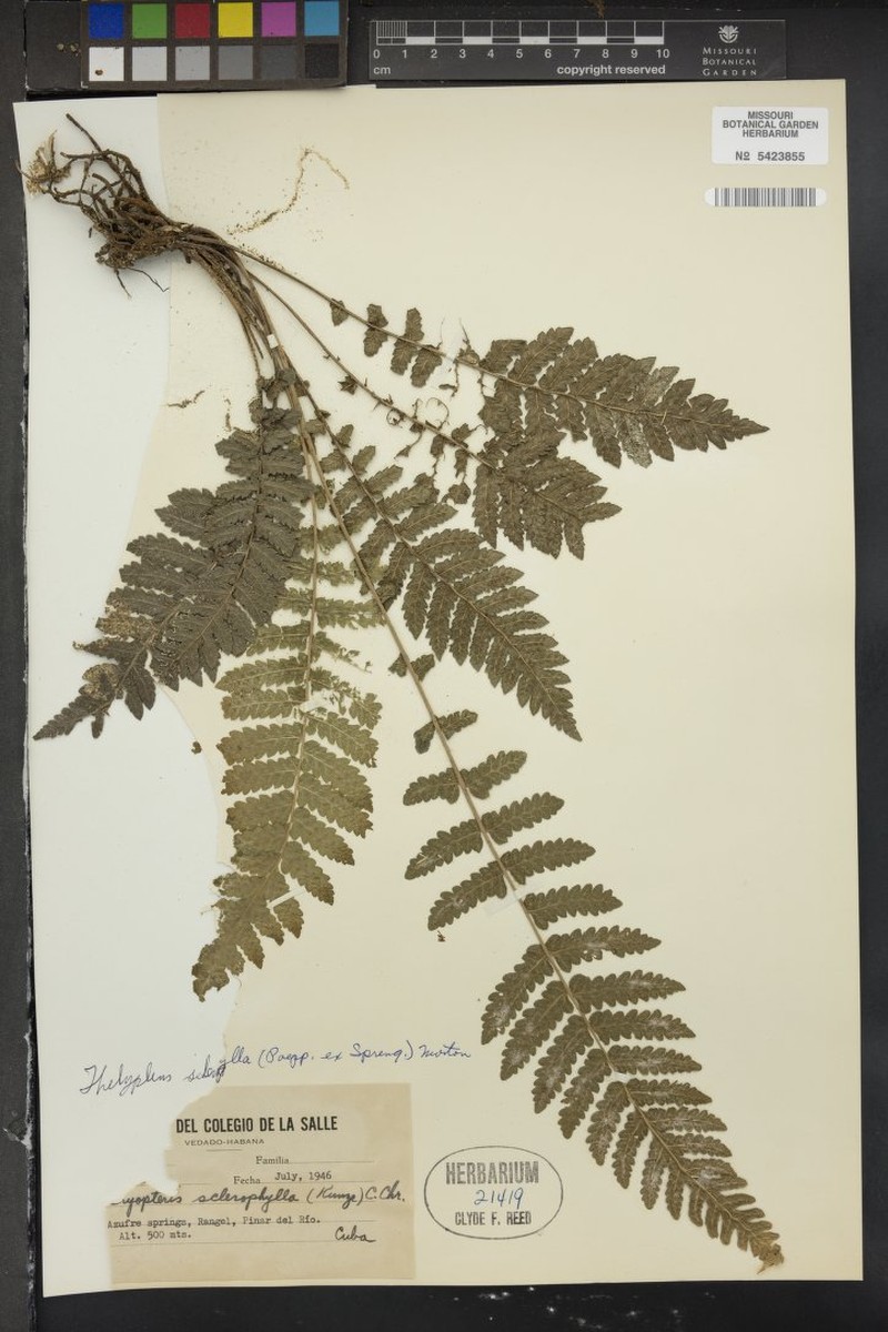 Stiff Maiden Fern photo 4